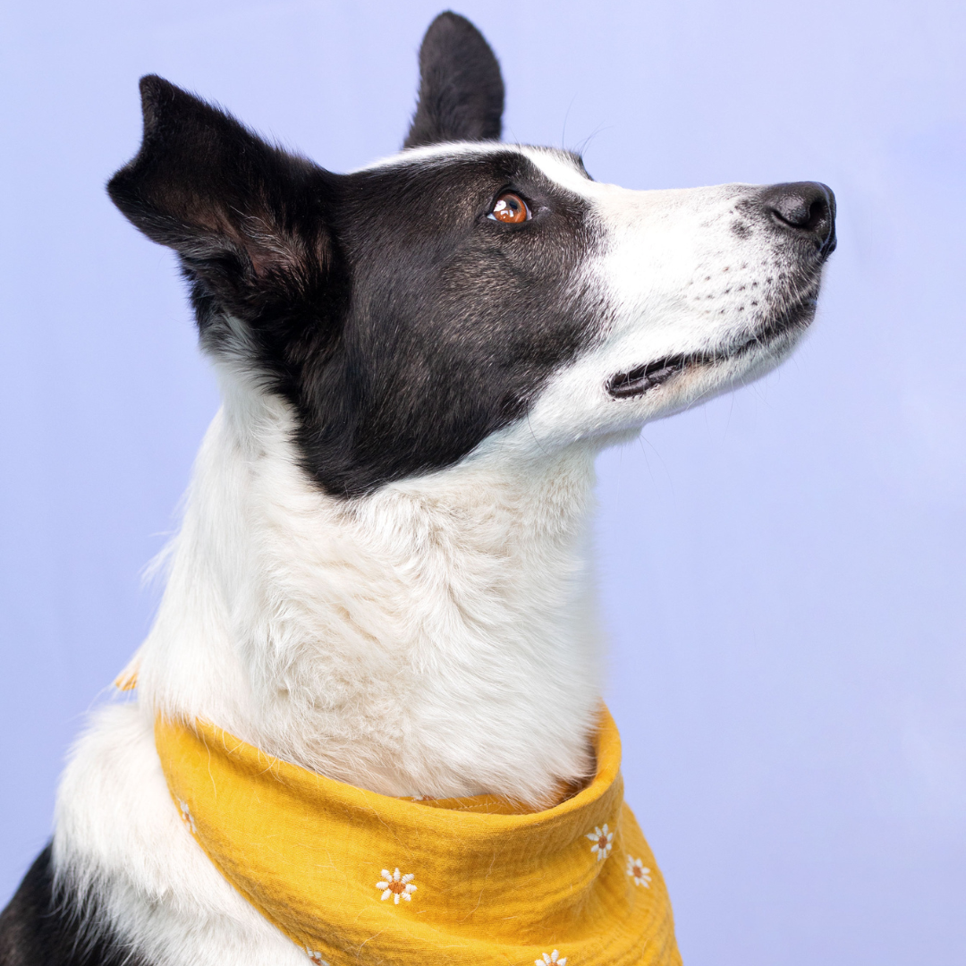 DOGA PRACTICE Bracelet